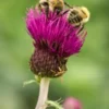 CIRSIUM Rivulare 'Trevor's Felley Find' PBR -Garden Grace Store cirsium trevors blue wonder 8050185 2