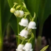 CONVALLARIA Majalis -Garden Grace Store convallaria majalis 5240470