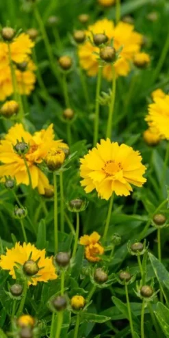 COREOPSIS Grandiflora 'Sunray' -Garden Grace Store coreopsis grandiflora sunray 7080238
