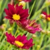 COREOPSIS 'Mercury Rising' (Big Bang Series) PBR -Garden Grace Store coreopsis mercury rising 6291044