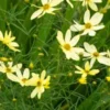 COREOPSIS Verticillata 'Moonbeam' -Garden Grace Store coreopsis v 2