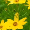 COREOPSIS Verticillata 'Zagreb' -Garden Grace Store coreopsis verticillata zagreb web