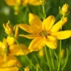 COREOPSIS Verticillata 'Grandiflora' -Garden Grace Store coreopsis verticilliata grandiflora 2
