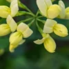 CORONILLA Valentina Subsp. Glauca 'Citrina' -Garden Grace Store coronilla valentina subsp 2