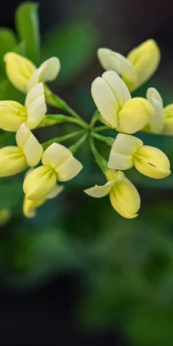 CORONILLA Valentina Subsp. Glauca 'Citrina'