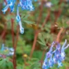 CORYDALIS Flexuosa 'China Blue' -Garden Grace Store corydalis flexuosa china blue 3230151