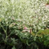 CRAMBE Cordifolia 2 CRAMBE Cordifolia -Garden Grace Store crambe cordifolia 2