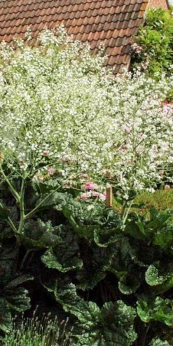 CRAMBE Cordifolia
