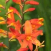 CROCOSMIA X Crocosmiiflora 'Debutante' -Garden Grace Store crocosmia debutante 7270170 2