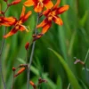 CROCOSMIA X Crocosmiiflora 'Emily McKenzie' -Garden Grace Store crocosmia emily mckenzie web