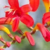 CROCOSMIA 'Lucifer' -Garden Grace Store crocosmia lucifer 1
