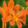 CROCOSMIA 'Severn Sunrise' -Garden Grace Store crocosmia severn sunrise 2