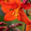CROCOSMIA X Crocosmiiflora 'Mrs Geoffrey Howard' -Garden Grace Store crocosmia x crocosmiiflora mrs geoffrey howard 8030155 2