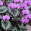 CYCLAMEN Coum -Garden Grace Store cyclamen coum 1130415