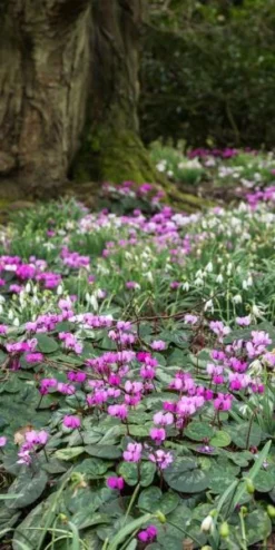 CYCLAMEN Coum -Garden Grace Store cyclamen coum 2280024