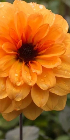 DAHLIA 'David Howard' -Garden Grace Store dahlia david howard 9220049