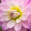 DAHLIA 'Figurine' -Garden Grace Store dahlia figurine 9290516 2