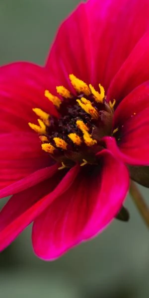 DAHLIA 'Haresbrook' (Sin) 3 DAHLIA 'Haresbrook' (Sin)