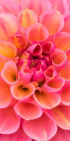 DAHLIA 'Harmari Rose' -Garden Grace Store dahlia harmari rose 5140017