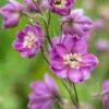 DELPHINIUM Astolat Group -Garden Grace Store delphinium astolat group 6230715