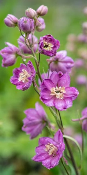 DELPHINIUM Astolat Group 3 DELPHINIUM Astolat Group