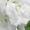 DELPHINIUM Galahad Group -Garden Grace Store delphinium galahad group