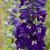 DELPHINIUM King Arthur Group -Garden Grace Store delphinium king arthur group 7140091
