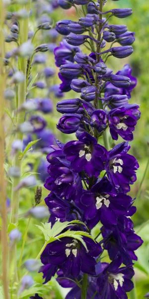 DELPHINIUM King Arthur Group 3 DELPHINIUM King Arthur Group