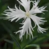 DIANTHUS Arenarius 'Little Maiden' -Garden Grace Store dianthus arenarius little maiden 4272252 2