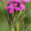 DIANTHUS Armeria -Garden Grace Store dianthus armeria 9070089 2
