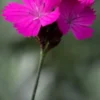 DIANTHUS Carthusianorum -Garden Grace Store dianthus carthusianorum 7140485