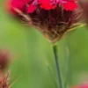 DIANTHUS Cruentus -Garden Grace Store dianthus cruentus 4250019 3