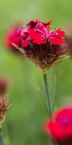 DIANTHUS Cruentus