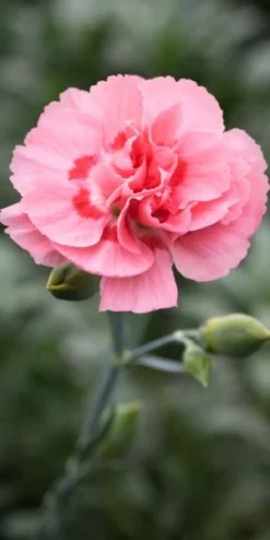 DIANTHUS (Allwoodii Group) 'Doris'