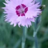 DIANTHUS 'Old Clove'