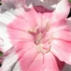 DIANTHUS 'Old Square Eyes' -Garden Grace Store dianthus old square eyes
