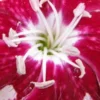 DIANTHUS Rosy's Mum -Garden Grace Store dianthus rosy s mum 2