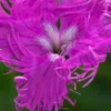DIANTHUS Superbus 'Primadonna' -Garden Grace Store dianthus superbus primadonna 7140040