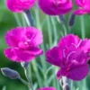 DIANTHUS 'Warden Hybrid' -Garden Grace Store dianthus warden hybrids 5140220