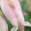 DICENTRA 'Stuart Boothman' -Garden Grace Store dicentra stuart boothman