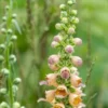 DIGITALIS Ferruginea -Garden Grace Store digitalis ferruginea 7280893