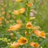 DIGITALIS Goldcrest ('Waldigone'PBR) -Garden Grace Store digitalis goldcrest 7230002