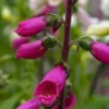 DIGITALIS Purpurea 'Camelot Series' -Garden Grace Store digitalis purpurea camelot 2 2 2