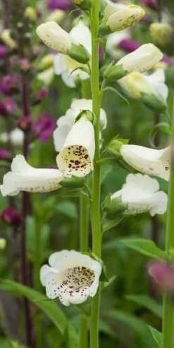 DIGITALIS Purpurea 'Camelot Series' -Garden Grace Store digitalis purpurea camelot 6270515