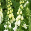 DIGITALIS Purpurea F. Albiflora 2 DIGITALIS Purpurea F. Albiflora -Garden Grace Store digitalis purpurea f 8