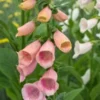 DIGITALIS Purpurea 'Sutton's Apricot' 2 DIGITALIS Purpurea 'Sutton's Apricot' -Garden Grace Store digitalis purpurea sutton s apricot 5170152