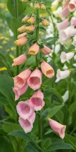 DIGITALIS Purpurea 'Sutton's Apricot'
