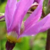 DODECATHEON Meadia 'Goliath' -Garden Grace Store dodecatheon meadia goliath