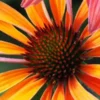 ECHINACEA 'Hot Summer' PBR -Garden Grace Store echinacea hot summer