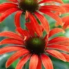 ECHINACEA 'Julia' (Butterfly Series) PBR -Garden Grace Store echinacea julia 6